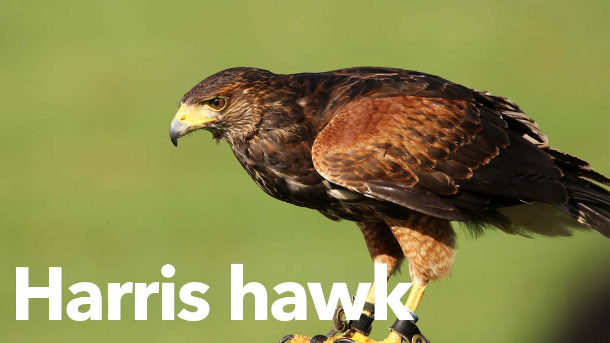 Harris hawk Harris hawk